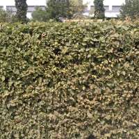 Sie planen eine Hecke in Ihrem Garten? Das müssen Sie beachten
